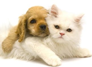 Puppy and Kitty