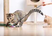 cats playing with toys