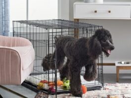 How to Choose Dog Crates and Carriers