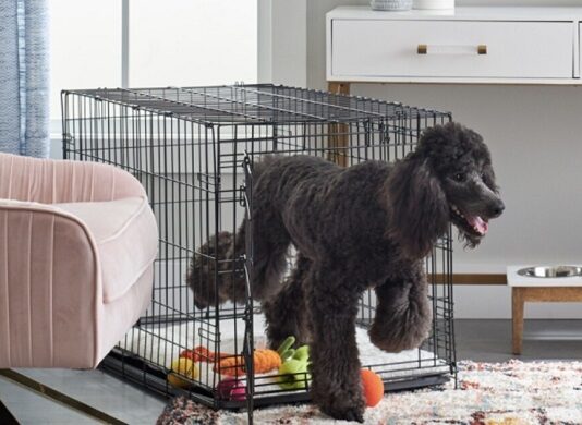 How to Choose Dog Crates and Carriers