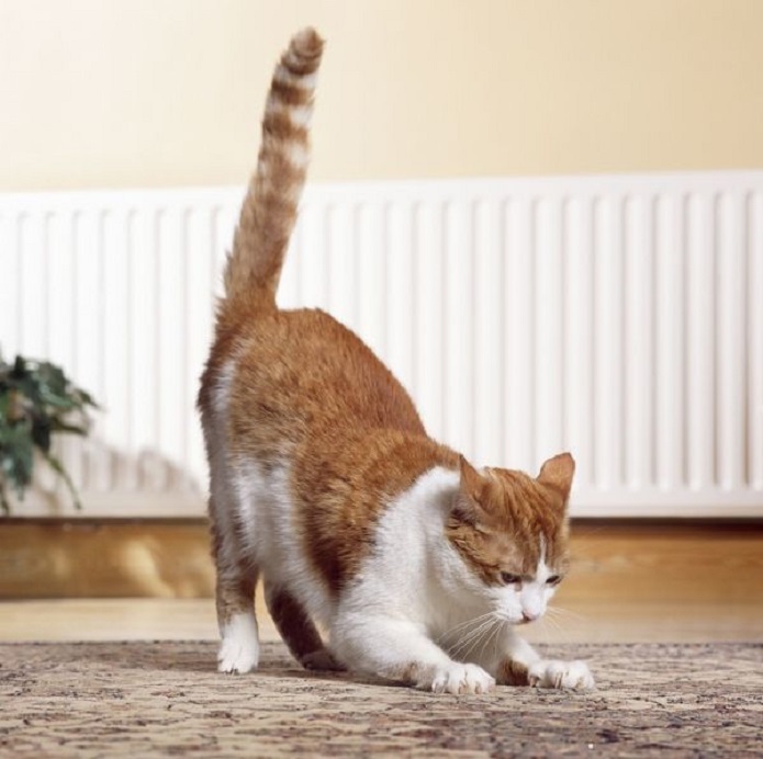 CAT scratching at carpet inside house