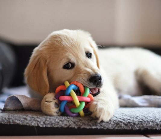 dog with chew toy