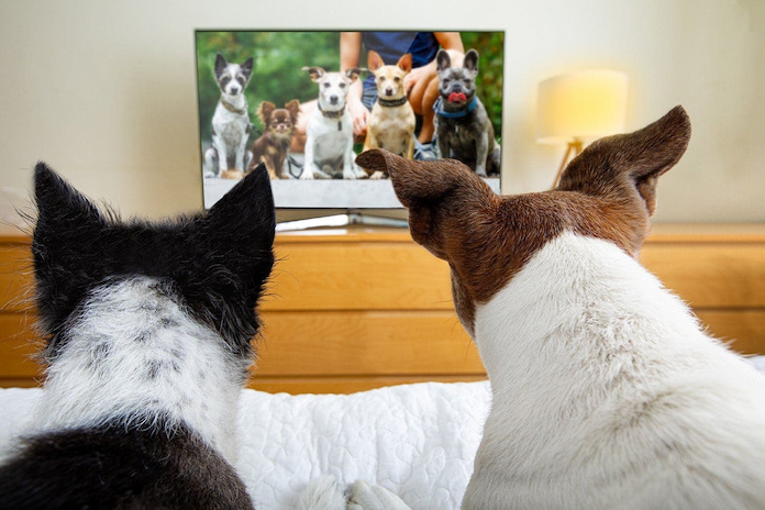 dogs-watching-TV