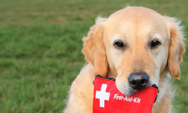 a dog with a first aid kit
