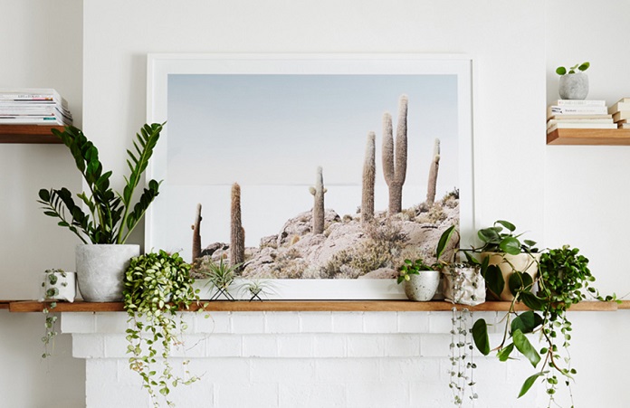 lush greenery and photo on the wall